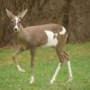 Chevreuil femelle