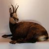 Chamois