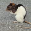 Rat