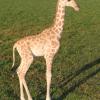 Girafon