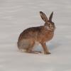 Lièvre commun