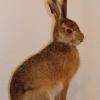 Lièvre commun