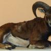 Mouflon