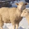 Moutons blancs des Alpes