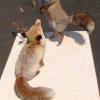 Couple de renard