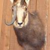 Chamois