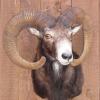 Mouflon