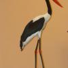Jabiru du Sénégal