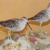 Bécasseaux à échasses