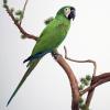 Ara vert