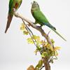 Conure de Vieillot