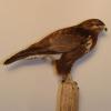 Buse variable